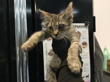 A1926030 -  Domestic Short Hair Cat for Adoption in Thousand Palms, California - A1926030 | PetCurious