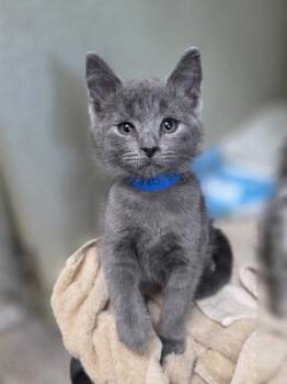 Barbell -  Domestic Short Hair Cat for Adoption in Westland, Michigan - Barbell | PetCurious