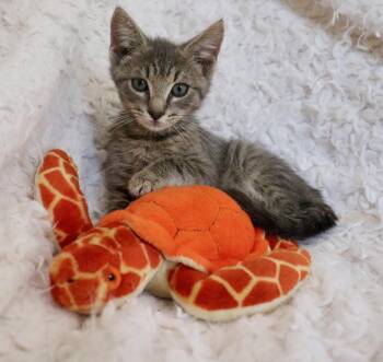 Tabby Cats Available for Adoption in St. Augustine, Florida - Jeramiah | PetCurious