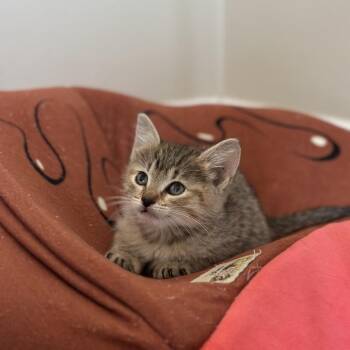 Maple -  Domestic Short Hair Cat Available for Adoption in Tustin, California - Maple | PetCurious