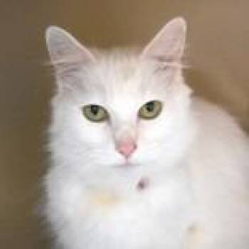 Luna - Butler Campus -  Domestic Short Hair Cat for Adoption in Flagstaff, Arizona - Luna - Butler Campus | PetCurious