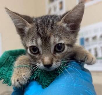 Hermoine -  Domestic Short Hair Cat for Adoption in Honolulu, Hawaii - Hermoine | PetCurious