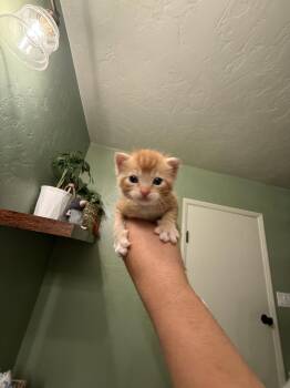 Frodo -  Domestic Short Hair Cat for Adoption in Davis, California - Frodo | PetCurious