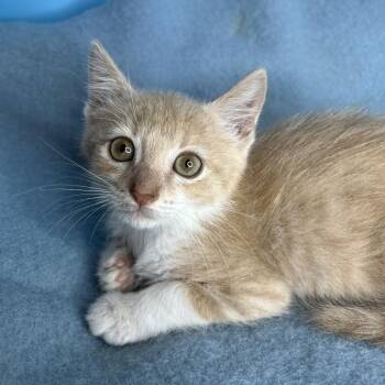 Buddy -  Domestic Short Hair Cat for Adoption in Salt Lake City, Utah - Buddy | PetCurious