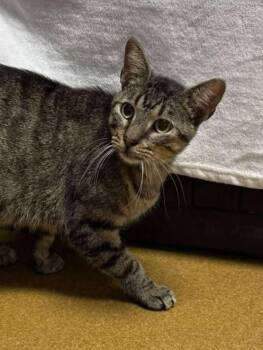 Rescue Domestic Short Hair Cats for Adoption in Maryville, Missouri - Little Bit | PetCurious
