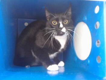 Domestic Short Hair Cats Available for Adoption in Orlando, Florida - LUKA | PetCurious