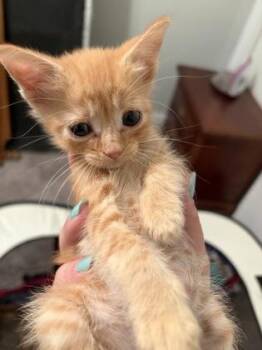 Oscar -  Domestic Short Hair Cat for Adoption in Fishers, Indiana - Oscar | PetCurious