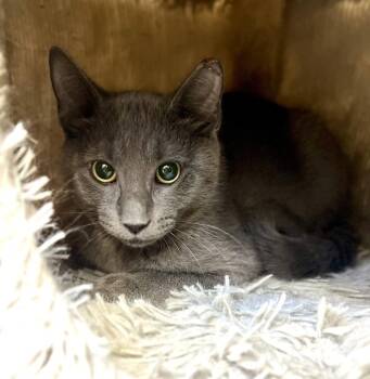 Finn -  Domestic Short Hair Cat for Adoption in New Rochelle, New York - Finn | PetCurious