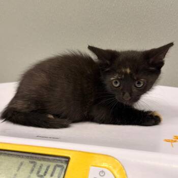 Nebula -  Domestic Short Hair Cat for Adoption in Clearwater, Florida - Nebula | PetCurious