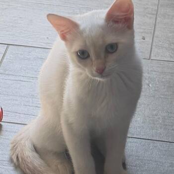 Clio -  Siamese Cat for Adoption in Scottsdale, Arizona - Clio | PetCurious