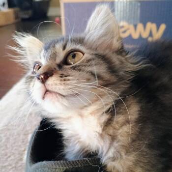 Rayon -  Domestic Medium Hair Cat for Adoption in Coos Bay, Oregon - Rayon | PetCurious