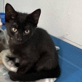 Melody -  Domestic Short Hair Cat for Adoption in Richland, Michigan - Melody | PetCurious