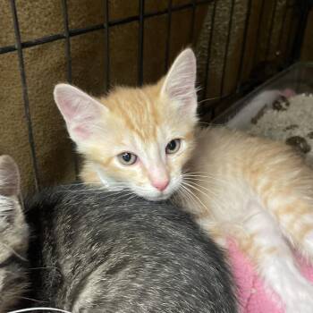 Archie -  Domestic Short Hair Cat for Adoption in Spokane, Washington - Archie | PetCurious