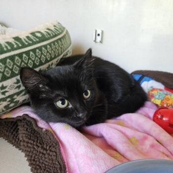 Mr.Chickadee -  Domestic Short Hair Cat for Adoption in Conway, New Hampshire - Mr.Chickadee | PetCurious
