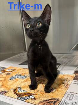 Trike 26 -  Domestic Short Hair Cat for Adoption in Brookhaven, Mississippi - Trike 26 | PetCurious