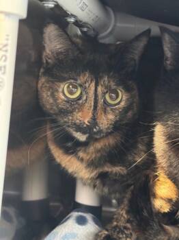 Rescue Domestic Short Hair Cats for Adoption in Roseville, California - Suki Doll | PetCurious