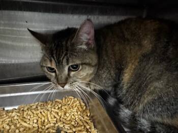 Molly -  Domestic Short Hair Cat for Adoption in Shelbyville, Tennessee - Molly | PetCurious