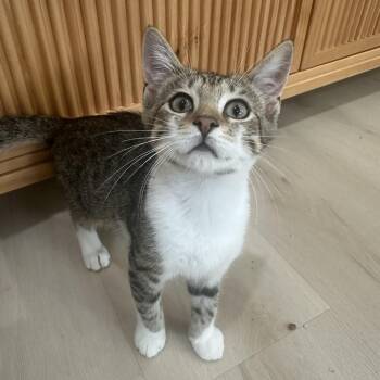 Theoden -  Domestic Short Hair Cat for Adoption in Lemoyne, Pennsylvania - Theoden | PetCurious
