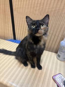 Star -  Domestic Short Hair and Tortoiseshell Cat for Adoption in Yardley, Pennsylvania - Star | PetCurious