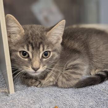 Kelly -  Domestic Short Hair Cat for Adoption in Buchanan Dam, Texas - Kelly | PetCurious