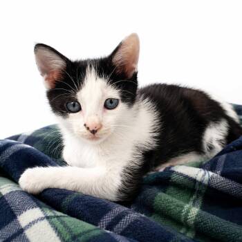 Drax -  Domestic Short Hair Cat for Adoption in Columbiana, Alabama - Drax | PetCurious