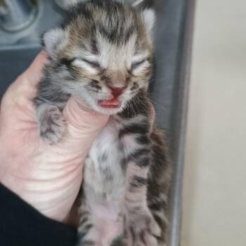 Mina -  Domestic Short Hair Cat for Adoption in Ardmore, Oklahoma - Mina | PetCurious