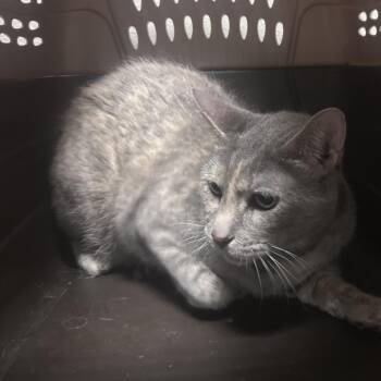 Lava -  Domestic Short Hair Cat for Adoption in Yuma, Arizona - Lava | PetCurious