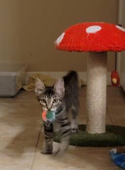 Ugin -  Domestic Short Hair Cat for Adoption in Colorado Springs, Colorado - Ugin | PetCurious