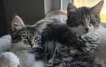 Maine Coon and Tabby Cats Available for Adoption - Tarragon & Thyme - Bonded Pair | PetCurious