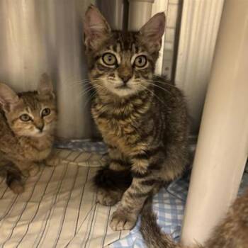Rescue Domestic Medium Hair and Domestic Short Hair Cats for Adoption in Dallas, Texas - Scout | PetCurious