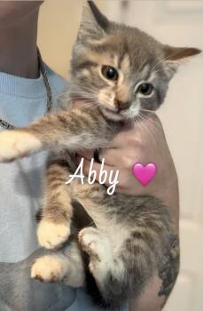 American Shorthair Cats Available for Adoption in Felton, Pennsylvania - Abby | PetCurious