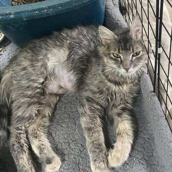 Beth -  Domestic Medium Hair Cat for Adoption in Lititz, Pennsylvania - Beth | PetCurious