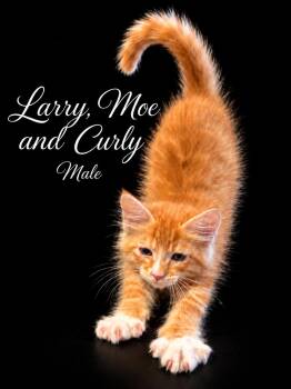 Larry, Moe and Curly at PETSMART NORTHWEST RENO MAE ANNE -  Domestic Medium Hair Cat for Adoption in Reno, Nevada - Larry, Moe And Curly At PETSMART NORTHWEST RENO MAE ANNE | PetCurious