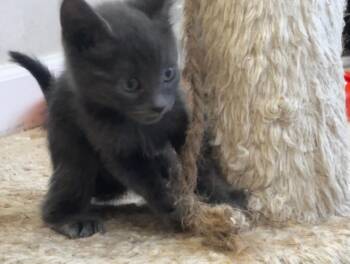 Rescue Domestic Short Hair Cats for Adoption in Reno, Nevada - Bashful (female) | PetCurious