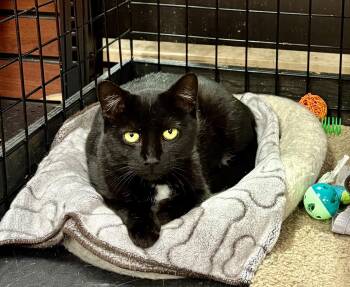 Rescue Domestic Short Hair Cats for Adoption in Mississauga, Ontario - Scotty-Pet Valu Port Credit | PetCurious