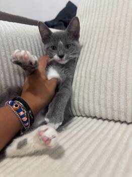 Maisie -  Domestic Short Hair Cat for Adoption in New York, New York - Maisie | PetCurious