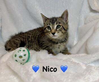 Nico -  Domestic Short Hair Cat for Adoption in Copley, Ohio - Nico | PetCurious
