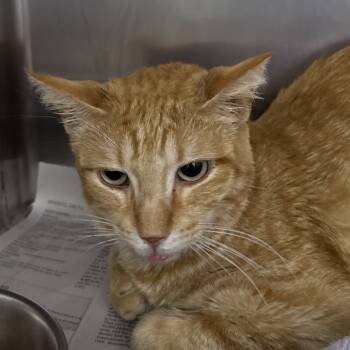 Rescue Domestic Short Hair Cats for Adoption in Corpus Christi, Texas - Rex/Kit Kat | PetCurious