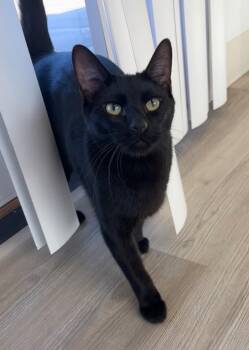Domestic Short Hair Cats Available for Adoption - Ebony Black | PetCurious