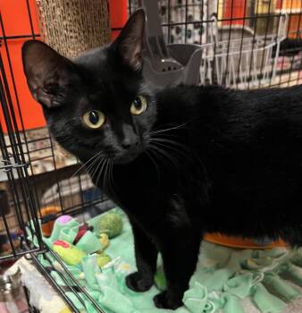 Gaga -  Domestic Short Hair Cat for Adoption in Blasdell, New York - Gaga | PetCurious