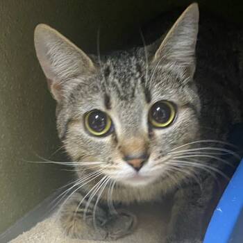 Rescue Domestic Short Hair Cats for Adoption in Riverwoods, Illinois - Belinda | PetCurious