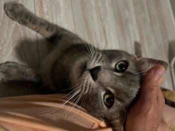 Rescue Domestic Short Hair Cats for Adoption in Mililani, Hawaii - Flynn | PetCurious