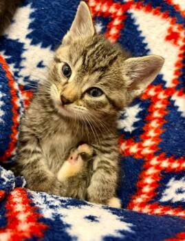 Domestic Short Hair Cats Available for Adoption in Urbandale, Iowa - Delia | PetCurious