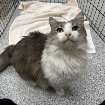 Smokey -  Domestic Short Hair Cat for Adoption in Grand Rapids, Michigan - Smokey | PetCurious