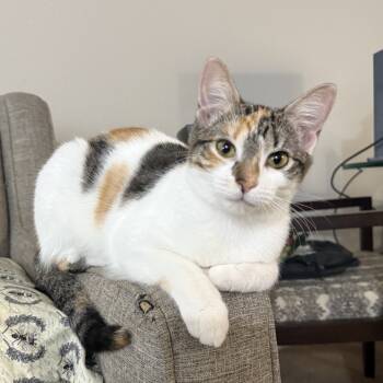 Rescue Domestic Short Hair Cats for Adoption in Houston, Texas - Michuna | PetCurious