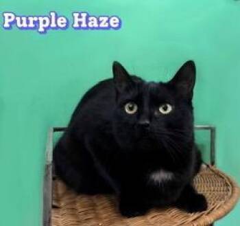 PURPLE HAZE -  Domestic Short Hair Cat for Adoption in Franklin, Tennessee - PURPLE HAZE | PetCurious