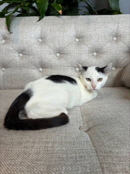 Rescue Domestic Short Hair Cats for Adoption in Salt Lake City, Utah - Hazel | PetCurious