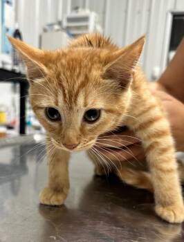 Domestic Short Hair Cats Available for Adoption in Hillsdale, Indiana - Winnie | PetCurious