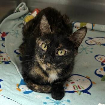 Reina -  Domestic Short Hair Cat for Adoption in Naperville, Illinois - Reina | PetCurious