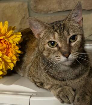 Cammy *IN FOSTER* -  Domestic Short Hair Cat for Adoption in South Bend, Indiana - Cammy *IN FOSTER* | PetCurious
